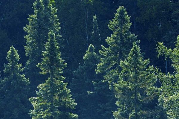 Canada, Algonquin PP Black spruce trees backlit